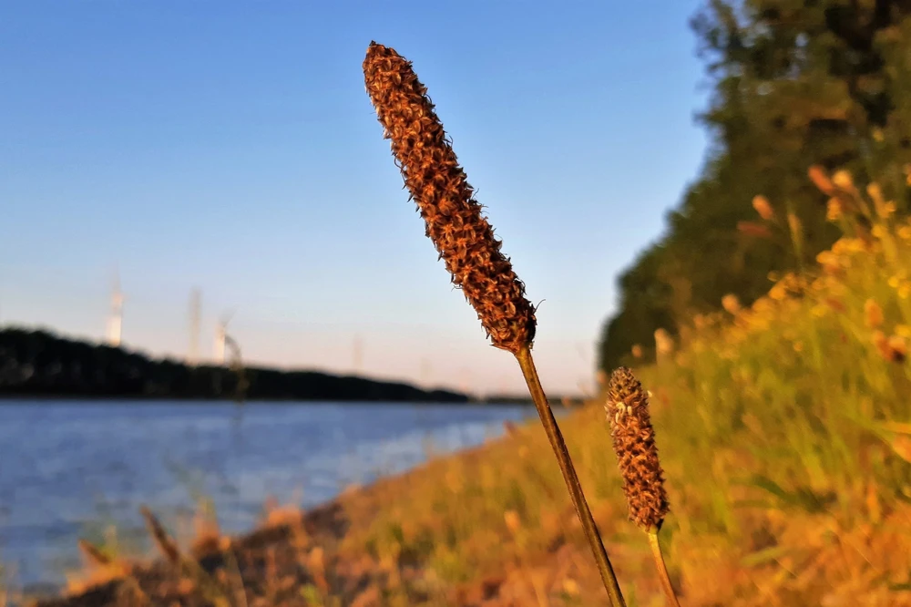 1000 Creeping Meadow Foxtail 'Garrison' Grass Seeds - Alopecurus Arundinaceus - Image 3