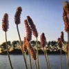 1000 Creeping Meadow Foxtail 'Garrison' Grass Seeds - Alopecurus Arundinaceus - Image 1