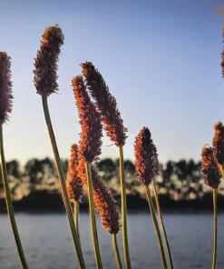 1000 Creeping Meadow Foxtail 'Garrison' Grass Seeds - Alopecurus Arundinaceus - Image 1