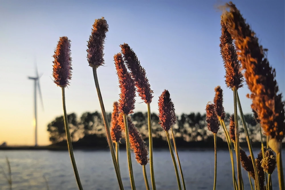 1000 Creeping Meadow Foxtail 'Garrison' Grass Seeds - Alopecurus Arundinaceus - Image 1