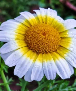 1000 Crown Daisy Seeds - Chrysanthemum Coronarium Glebionis - White & Yellow Flowers - Image 2