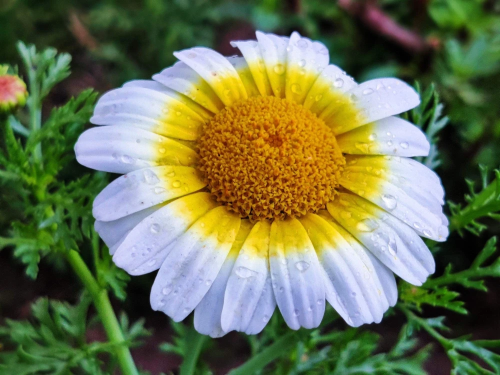 1000 Crown Daisy Seeds - Chrysanthemum Coronarium Glebionis - White & Yellow Flowers - Image 2