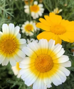 1000 Crown Daisy Seeds - Chrysanthemum Coronarium Glebionis - White & Yellow Flowers - Image 3