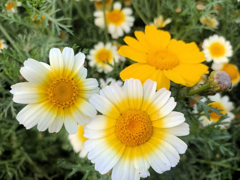 1000 Crown Daisy Seeds - Chrysanthemum Coronarium Glebionis - White & Yellow Flowers - Image 3