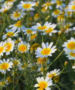 1000 Crown Daisy Seeds - Chrysanthemum Coronarium Glebionis - White & Yellow Flowers - Image 4