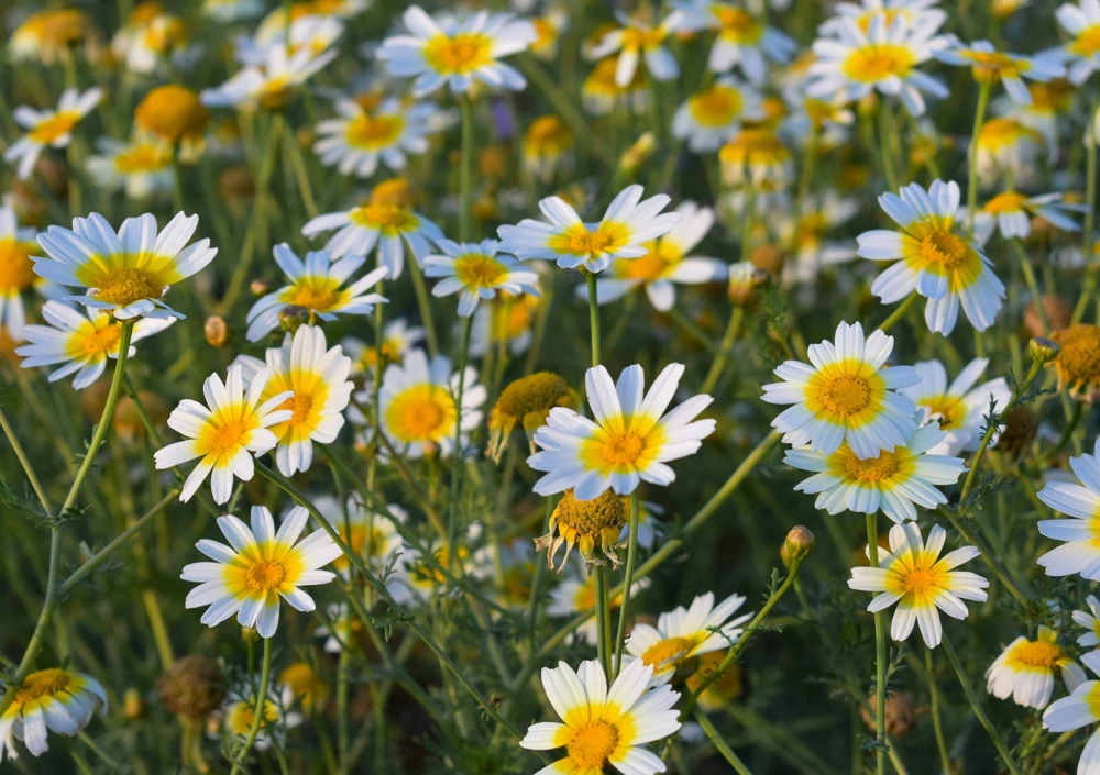 1000 Crown Daisy Seeds - Chrysanthemum Coronarium Glebionis - White & Yellow Flowers - Image 4