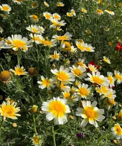 1000 Crown Daisy Seeds - Chrysanthemum Coronarium Glebionis - White & Yellow Flowers - Image 5