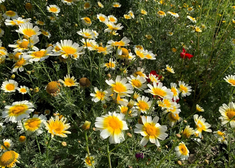 1000 Crown Daisy Seeds - Chrysanthemum Coronarium Glebionis - White & Yellow Flowers - Image 5