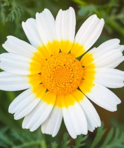 1000 Crown Daisy Seeds - Chrysanthemum Coronarium Glebionis - White & Yellow Flowers - Image 6