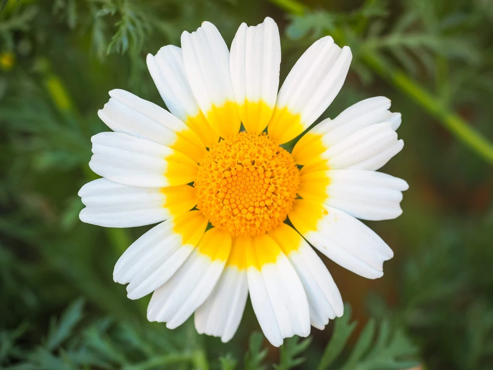 1000 Crown Daisy Seeds - Chrysanthemum Coronarium Glebionis - White & Yellow Flowers - Image 6