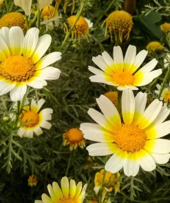 1000 Crown Daisy Seeds - Chrysanthemum Coronarium Glebionis - White & Yellow Flowers - Image 7