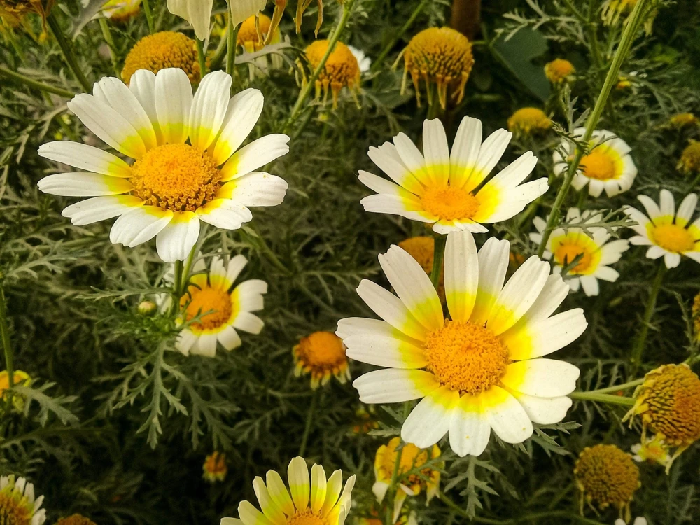 1000 Crown Daisy Seeds - Chrysanthemum Coronarium Glebionis - White & Yellow Flowers - Image 7