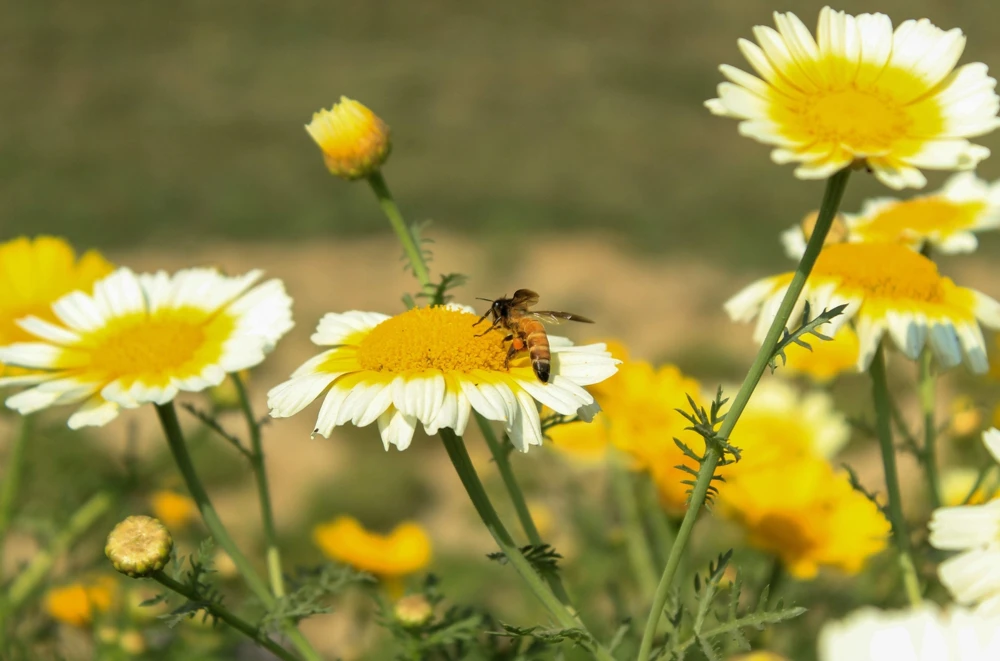 1000 Crown Daisy Seeds - Chrysanthemum Coronarium Glebionis - White & Yellow Flowers - Image 8