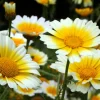 1000 Crown Daisy Seeds - Chrysanthemum Coronarium Glebionis - White & Yellow Flowers - Image 1