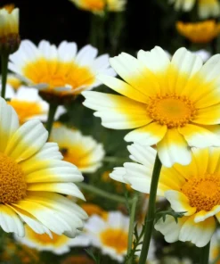 1000 Crown Daisy Seeds - Chrysanthemum Coronarium Glebionis - White & Yellow Flowers - Image 1