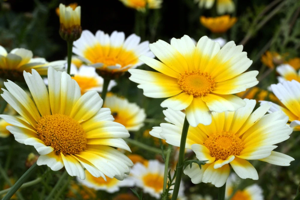 1000 Crown Daisy Seeds - Chrysanthemum Coronarium Glebionis - White & Yellow Flowers - Image 1