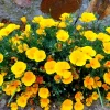 1000 Dwarf Yellow California Poppy Seeds - Eschscholzia Caespitosa, Outdoor Flower - Image 1