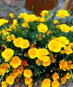 1000 Dwarf Yellow California Poppy Seeds - Eschscholzia Caespitosa, Outdoor Flower - Image 1