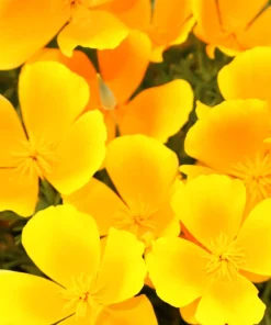 1000 Dwarf Yellow California Poppy Seeds - Eschscholzia Caespitosa, Outdoor Flower - Image 2