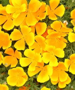 1000 Dwarf Yellow California Poppy Seeds - Eschscholzia Caespitosa, Outdoor Flower - Image 3