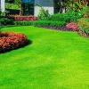 1000 Emerald Zoysia Grass Seeds – Premium Lawn Turf Drought & Heat Tolerant - Image 1