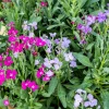 1000 Evening Scented Stock Seeds - Matthiola Longipetala Bicornis Flowers - Image 1