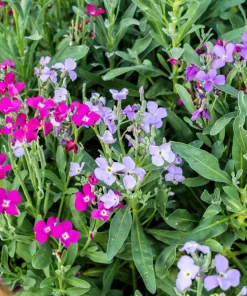 1000 Evening Scented Stock Seeds - Matthiola Longipetala Bicornis Flowers - Image 1