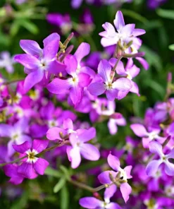 1000 Evening Scented Stock Seeds - Matthiola Longipetala Bicornis Flowers - Image 2