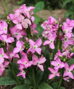 1000 Evening Scented Stock Seeds - Matthiola Longipetala Bicornis Flowers - Image 3