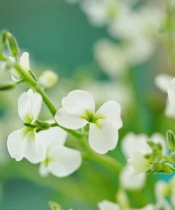 1000 Evening Scented Stock Seeds - Matthiola Longipetala Bicornis Flowers - Image 4
