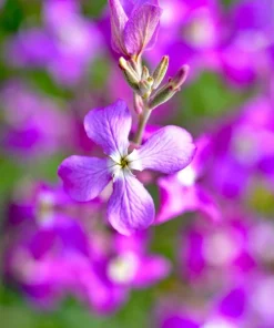 1000 Evening Scented Stock Seeds - Matthiola Longipetala Bicornis Flowers - Image 5