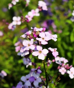 1000 Evening Scented Stock Seeds - Matthiola Longipetala Bicornis Flowers - Image 6
