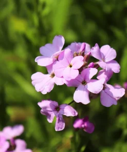 1000 Evening Scented Stock Seeds - Matthiola Longipetala Bicornis Flowers - Image 7