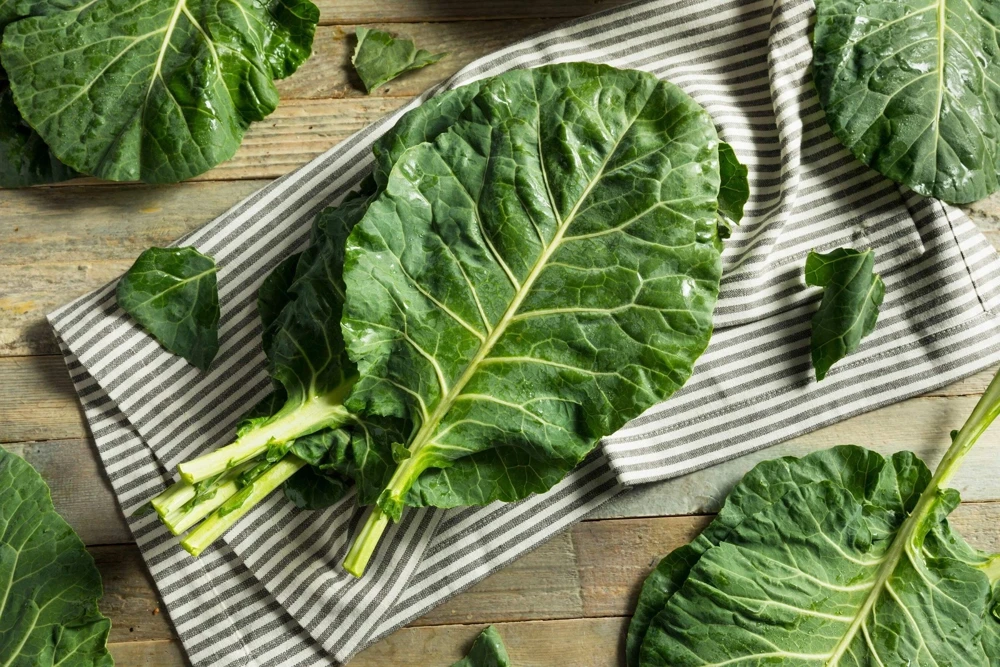 1000 Georgia Collard Seeds - Southern Walking Collard Greens Brassica Oleracea - Image 2