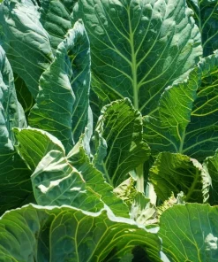 1000 Georgia Collard Seeds - Southern Walking Collard Greens Brassica Oleracea - Image 3