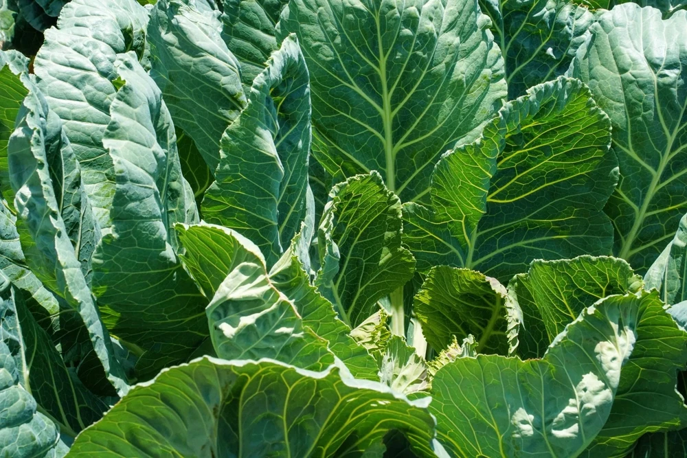 1000 Georgia Collard Seeds - Southern Walking Collard Greens Brassica Oleracea - Image 3