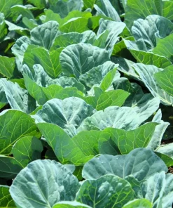 1000 Georgia Collard Seeds - Southern Walking Collard Greens Brassica Oleracea - Image 4