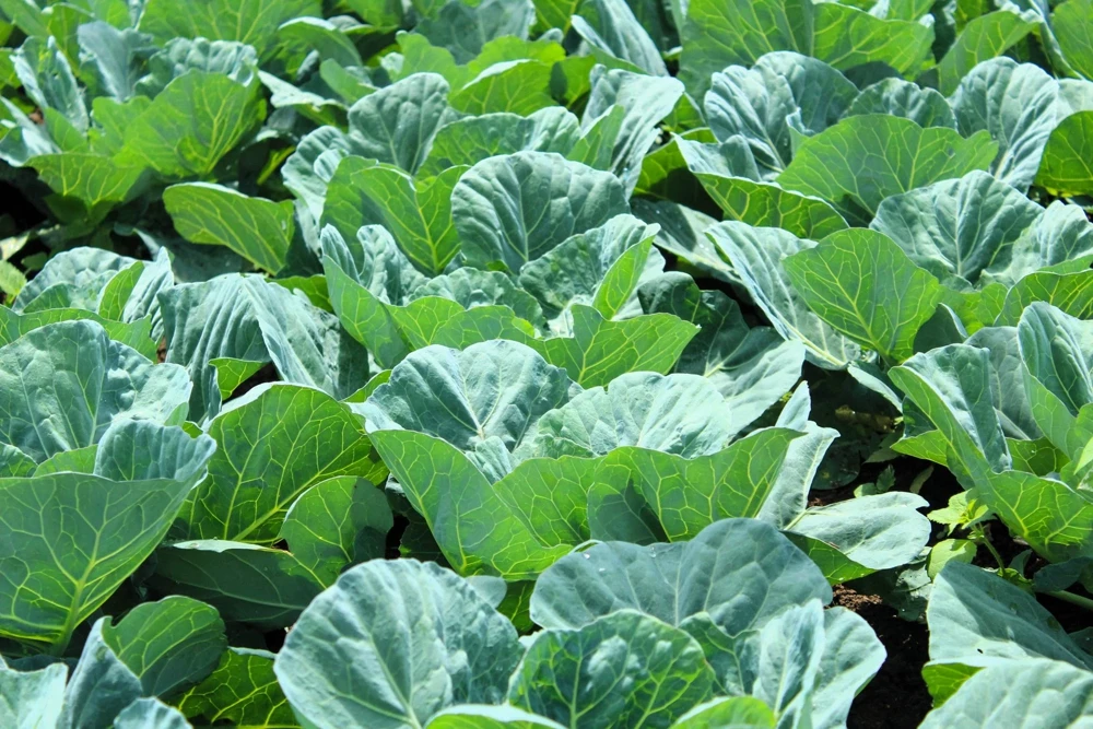 1000 Georgia Collard Seeds - Southern Walking Collard Greens Brassica Oleracea - Image 4