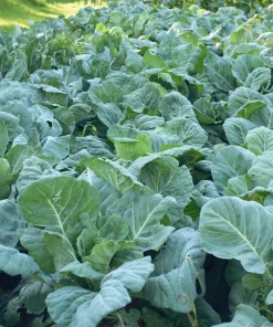 1000 Georgia Collard Seeds - Southern Walking Collard Greens Brassica Oleracea - Image 5