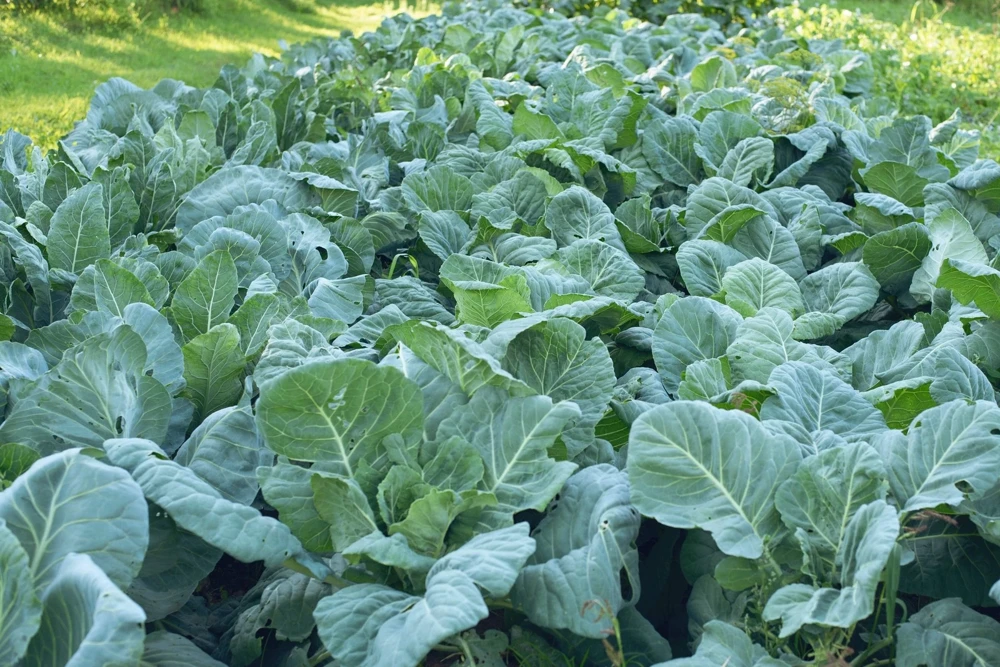 1000 Georgia Collard Seeds - Southern Walking Collard Greens Brassica Oleracea - Image 5