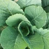 1000 Georgia Collard Seeds - Southern Walking Collard Greens Brassica Oleracea - Image 1