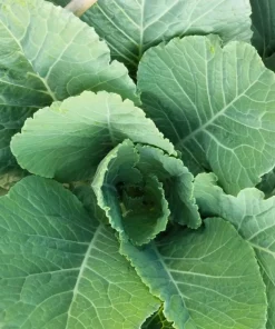 1000 Georgia Collard Seeds - Southern Walking Collard Greens Brassica Oleracea - Image 1