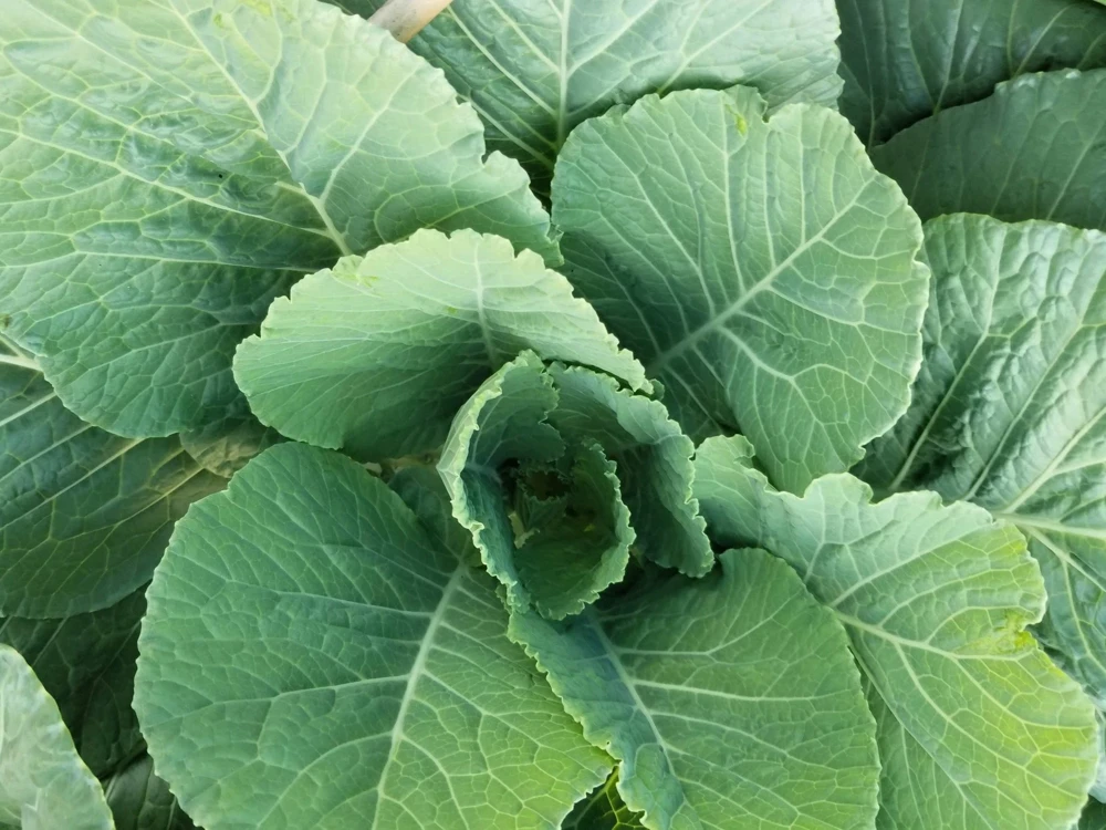 1000 Georgia Collard Seeds - Southern Walking Collard Greens Brassica Oleracea - Image 1