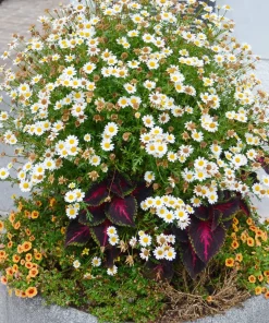 1000 German Chamomile Seeds - Matricaria Recutita Flower Herb Seeds - Image 10