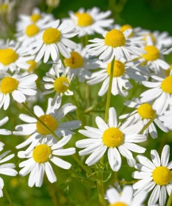 1000 German Chamomile Seeds - Matricaria Recutita Flower Herb Seeds - Image 3
