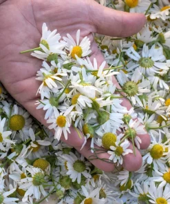 1000 German Chamomile Seeds - Matricaria Recutita Flower Herb Seeds - Image 4