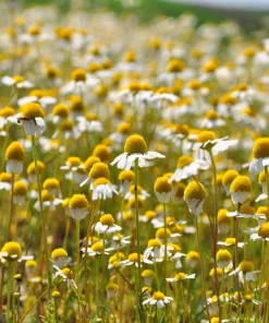 1000 German Chamomile Seeds - Matricaria Recutita Flower Herb Seeds - Image 5