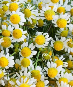 1000 German Chamomile Seeds - Matricaria Recutita Flower Herb Seeds - Image 6