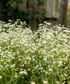1000 German Chamomile Seeds - Matricaria Recutita Flower Herb Seeds - Image 8