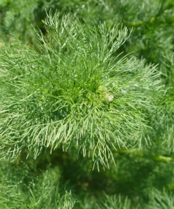 1000 German Chamomile Seeds - Matricaria Recutita Flower Herb Seeds - Image 9